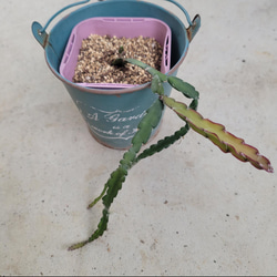 多肉植物❤アエオニウム❤アドニス サンデルシー❤抜き苗 その他