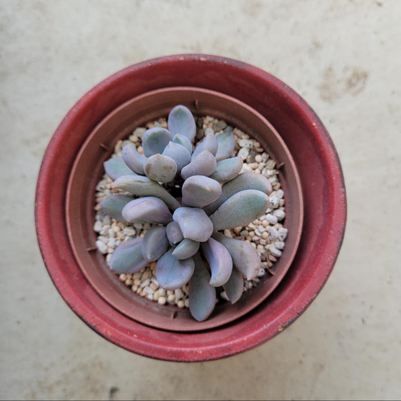 多肉植物❤トップシーデビー❤抜き苗 3枚目の画像