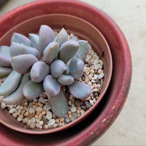 多肉植物❤トップシーデビー❤抜き苗 2枚目の画像