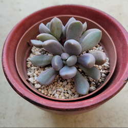 多肉植物❤トップシーデビー❤抜き苗 1枚目の画像