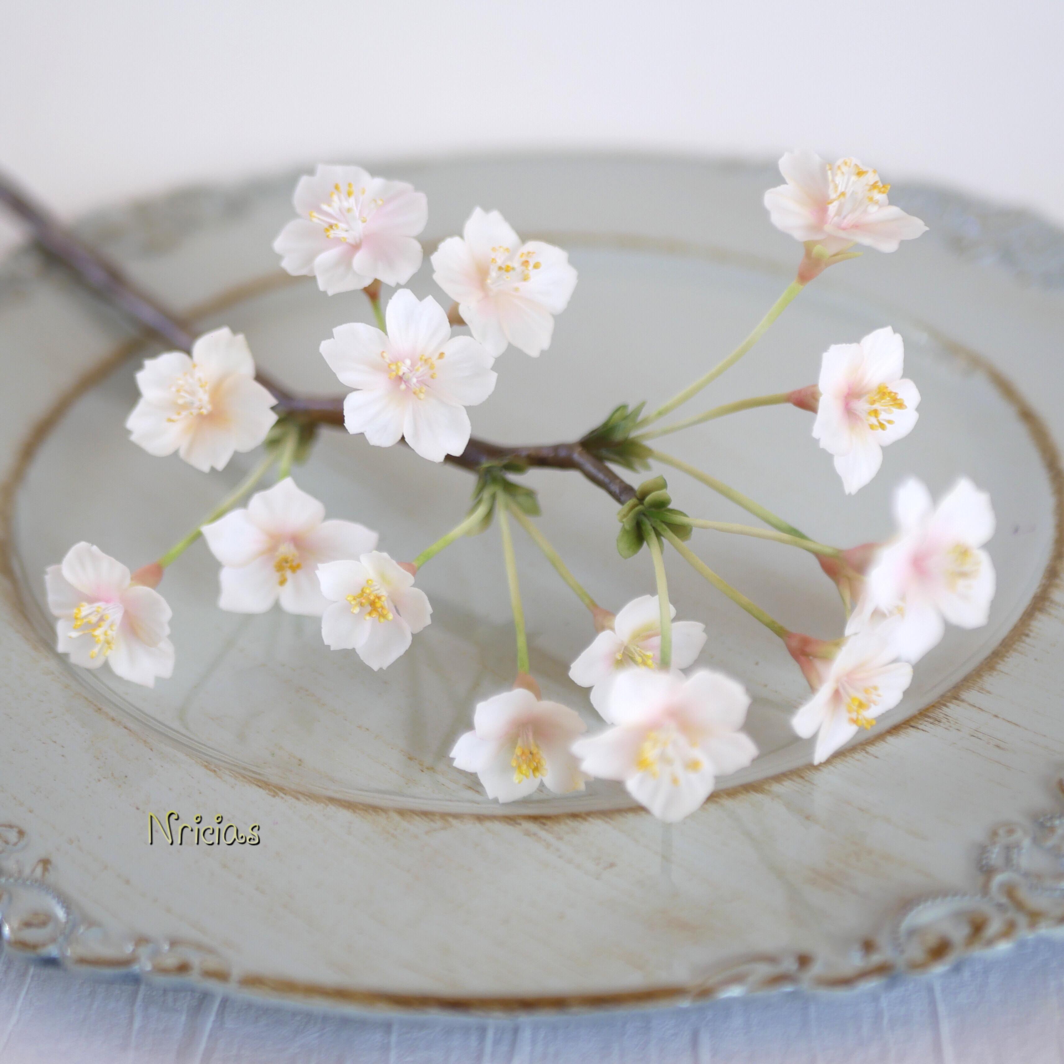 クレイフラワー　桜草