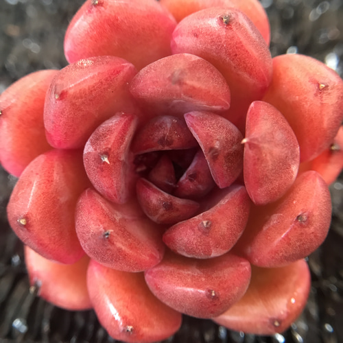 レア新品種 多肉植物 厳選高級苗 ザクロ 抜き苗 5cm 多肉植物 愛多肉