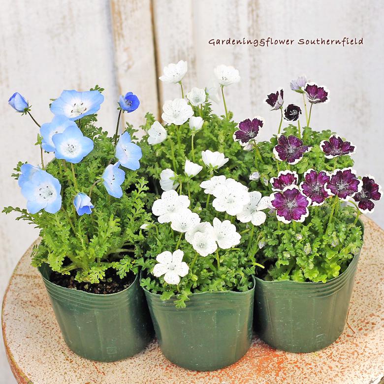 ねもふぃらページ ねもふぃらページ