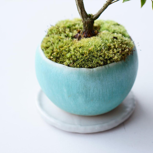 お盆特価！厳選アセビ。 お盆特価！厳選アセビ。 アセビ | GreenScapeオンラインストア