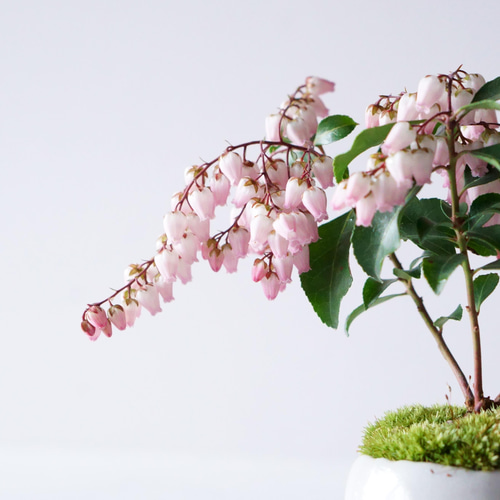 お盆特価！厳選アセビ。 馬酔木（アセビ）盆栽 SS001 | 盆栽創【Bonsaisou】