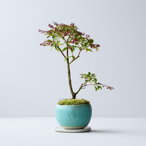 アセビ｜青緑色のうつわ 盆栽 Sekibokka 通販 13450865｜Creema(クリーマ)