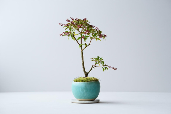アセビ｜青緑色のうつわ 盆栽 Sekibokka 通販 13450865｜Creema(クリーマ)