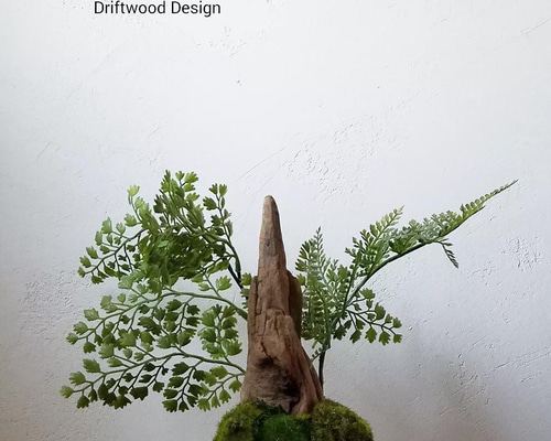 シダと流木の中型盆栽 シダと流木の中型盆栽