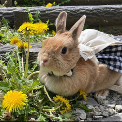 うさぎハーネス メイドさん ギンガムチェック Sサイズ 13枚目の画像