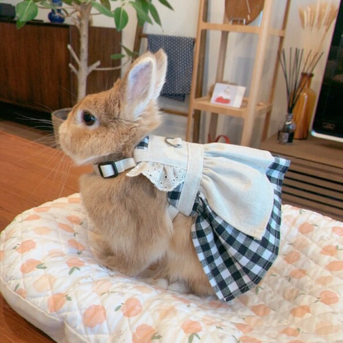 うさぎ ありみかさん専用 モデル配布】うさぎさん - KutoDataBase