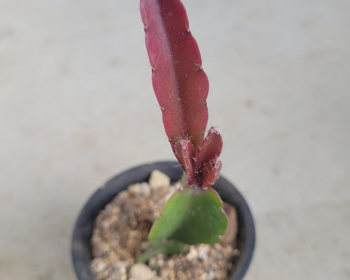 リプサリス②　抜き苗 リプサリス 2種類 抜き苗 - メルカリ