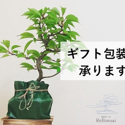インテリア盆栽「黒松」 6枚目の画像