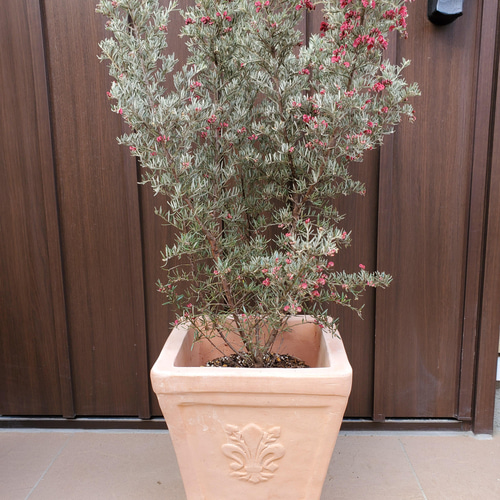 花芽いっぱい♪グレビレア イルミナ オージープランツ ワイルド