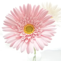 【訂做】❁乳白色和淡粉紅色黏土花非洲菊2件套，室內花，單花花瓶❁ 第9張的照片