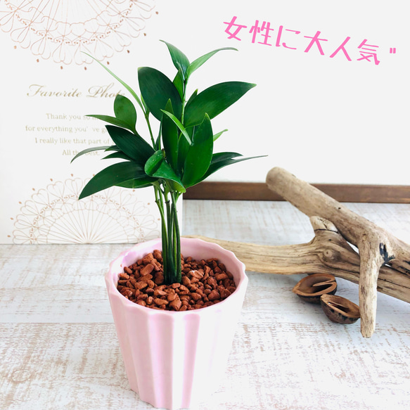 幸せを呼ぶ『梛の木』  陶器鉢　ピンク　ハイドロカルチャー  ギフト　母の日　観葉植物　インテリア 1枚目の画像