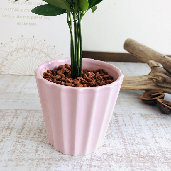 幸せを呼ぶ『梛の木』  陶器鉢　ピンク　ハイドロカルチャー  ギフト　母の日　観葉植物　インテリア 4枚目の画像
