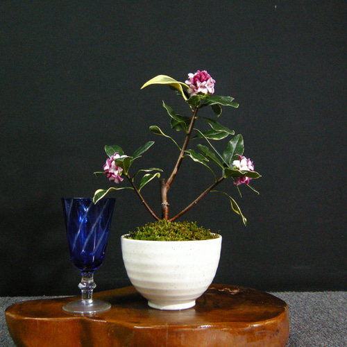 韓国　花びら盆 桜盆栽：旭山（アサヒヤマ）陶器鉢植え・受皿付 高さ約20-25cm