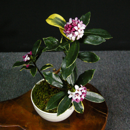 韓国　花びら盆 韓国 花びら盆 楽天市場】盆栽 桜 #110（造花） : あーかんび（AKANBI）