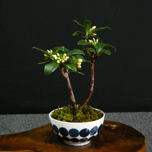小品盆栽花台。7品。 花がいっぱい咲いている#錦木 を化粧鉢に入れました。😊 #盆栽