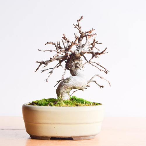 アカメソロ(アカシデ) 盆栽 アカメソロ(アカシデ) No.52 盆栽 盆栽やす 通販 13456286｜Creema