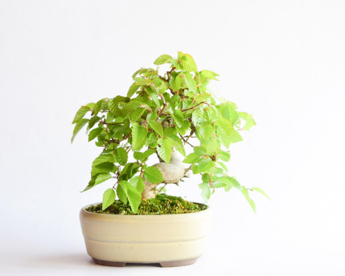 アカメソロ(アカシデ) No.52 盆栽 盆栽やす 通販 13456286｜Creema