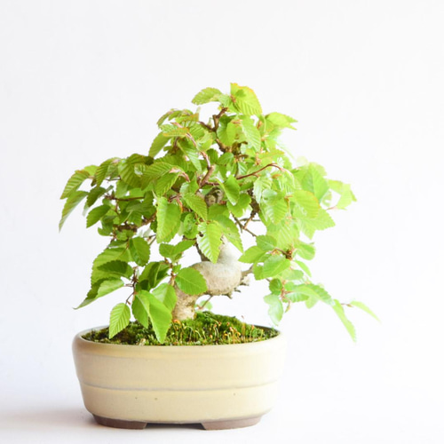 アカメソロ(アカシデ) 盆栽 アカメソロ(アカシデ) 盆栽 アカメソロ(アカシデ) No.52 盆栽