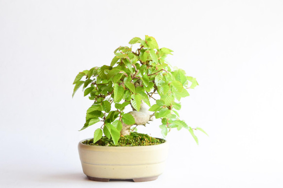 アカメソロ(アカシデ) 盆栽 アカシデV（あかしで・赤四手｜アカメソロ・あかめそろ）雑木盆栽の