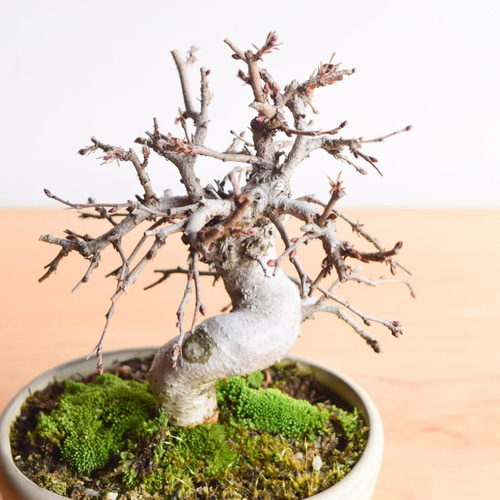アカメソロ(アカシデ) 盆栽 アカメソロ(アカシデ) No.52 盆栽 盆栽やす 通販 13456286｜Creema