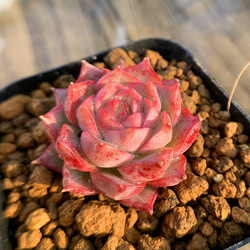 320.多肉植物 寄せ植え エケベリア属 氷の白鳥 新品種 抜き苗