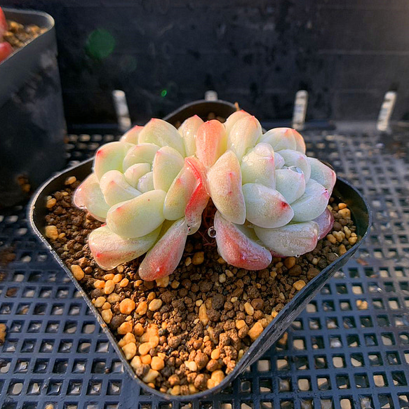 321.多肉植物 寄せ植え エケベリア属 アイスグリーン 抜き苗 アート  