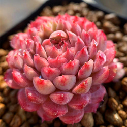 多肉植物 エケベリア ラビロゼ グロブローサ交配？ 抜き苗 ラビロゼ – 多肉植物の通販・販売サイト tawawa