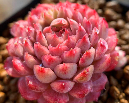 多肉植物 エケベリア ラビロゼ グロブローサ交配？ 抜き苗 58ec9b27a741bf634b554dcf9b4eb7