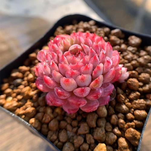 323.多肉植物 寄せ植え エケベリア属 グロブローサ hyb 新品種 抜き苗