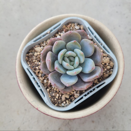 No.547 ❁モンローQ❁ 抜き苗 多肉植物 寄せ植え No.547 ❁モンローQ❁ 抜き苗 多肉植物 寄せ植え No.547 ❁モンロー
