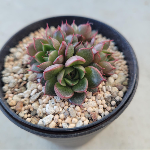 多肉植物 大和美尼 抜き苗 エケベリア 【公式通販】