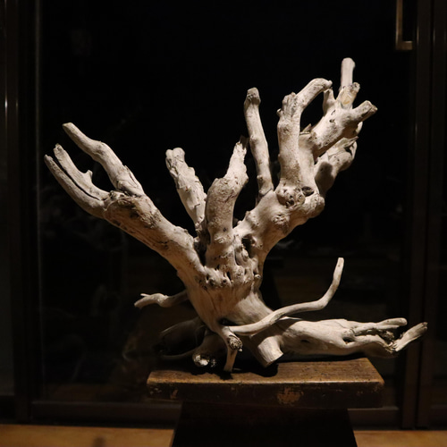 オブジェ 置物 流木アート 流木アート⚫︎恐竜 置物 インテリア かっこいい サンゴ 貝殻