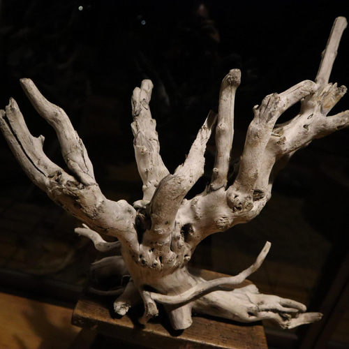 ダイナミックな流木オブジェ 流木アート 流木インテリア 立体