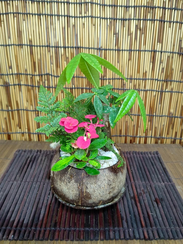 観葉植物寄せ植え☆南国風＊トロピカーナ☆受け皿付き 盆栽 nyan 通販 