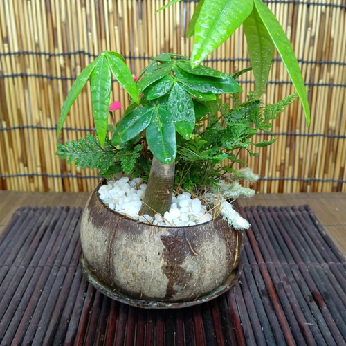 観葉植物寄せ植え☆南国風＊トロピカーナ☆受け皿付き 盆栽 nyan 通販 