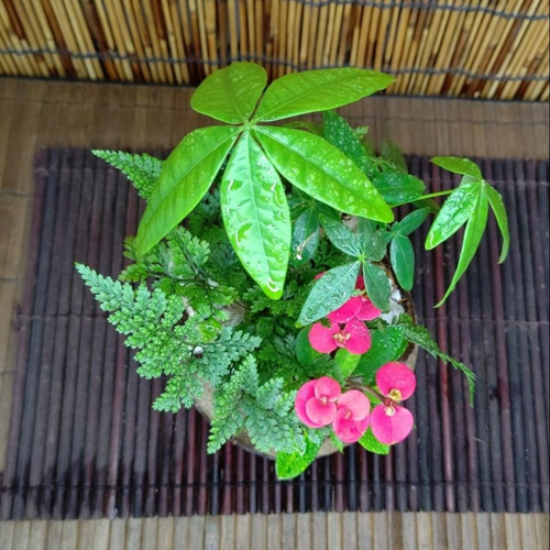 観葉植物寄せ植え☆南国風＊トロピカーナ☆受け皿付き 盆栽 nyan 通販 