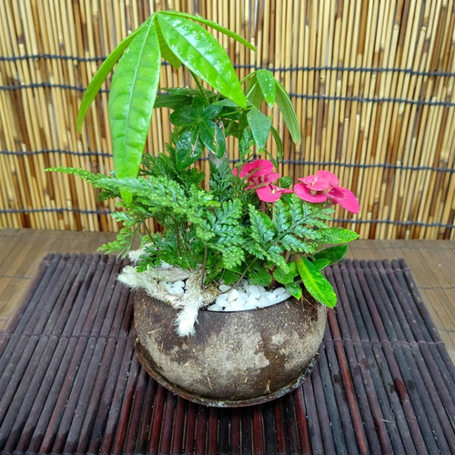 観葉植物寄せ植え☆南国風＊トロピカーナ☆受け皿付き 盆栽 nyan 通販 