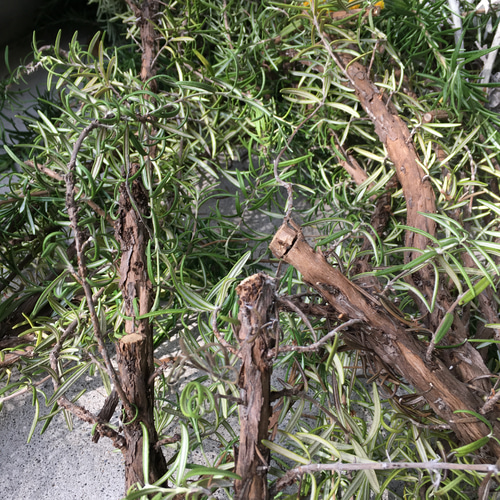 香り立つ無農薬 ユーカリとかすみ草スワッグ おまけローズマリーの