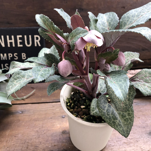 アンティークピンク♡リビダス♡クリスマスローズ♡原種 アート