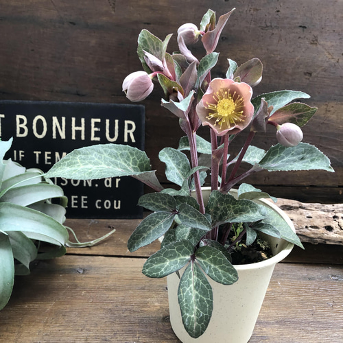 クリスマスローズページ クリスマスローズ,童仙房ナーセリー＆ガーデンのクリスマス