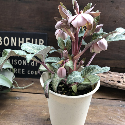 アンティークピンク♡リビダス♡クリスマスローズ♡原種 アート