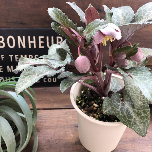 アンティークピンク♡リビダス♡クリスマスローズ♡原種 アート