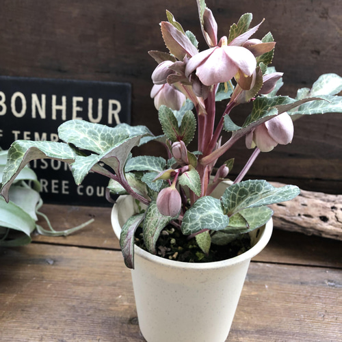 アンティークピンク♡リビダス♡クリスマスローズ♡原種 アート