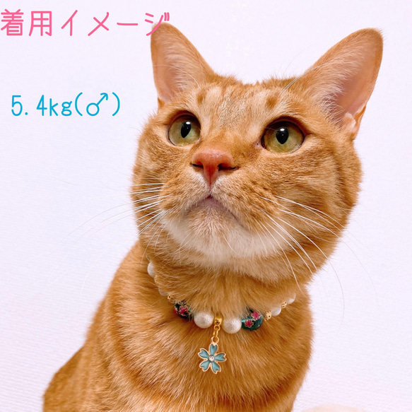 猫の首輪 春 桜ビーズ✨ネックレス首輪♡ブルー桜チャーム 6枚目の画像