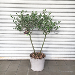 樹形抜群♡ Y字 オリーブの木 souju ミッション イタリアン