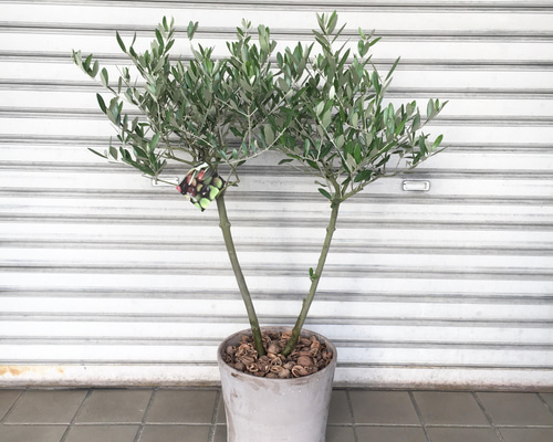 樹形抜群♡ Y字 オリーブの木 souju ミッション イタリアン